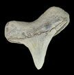 Bargain Cretaceous Cretoxyrhina Shark Tooth - Kansas #42948-1